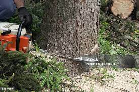  Two Rivers, WI Tree Care Pros