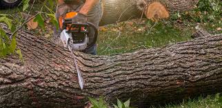 Best Lot and Land Clearing  in Two Rivers, WI