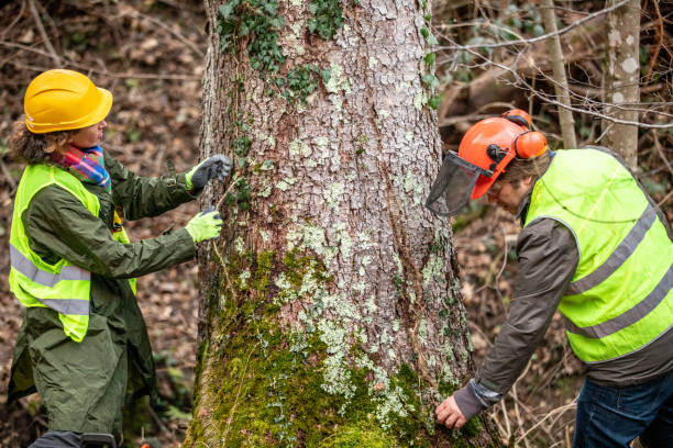 How Our Tree Care Process Works  in  Two Rivers, WI