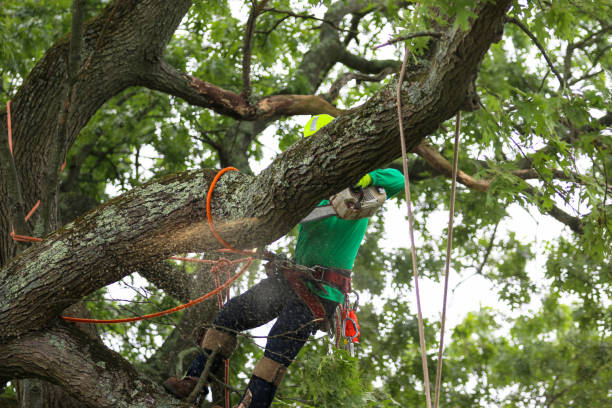 Best Firewood Processing and Delivery  in Two Rivers, WI