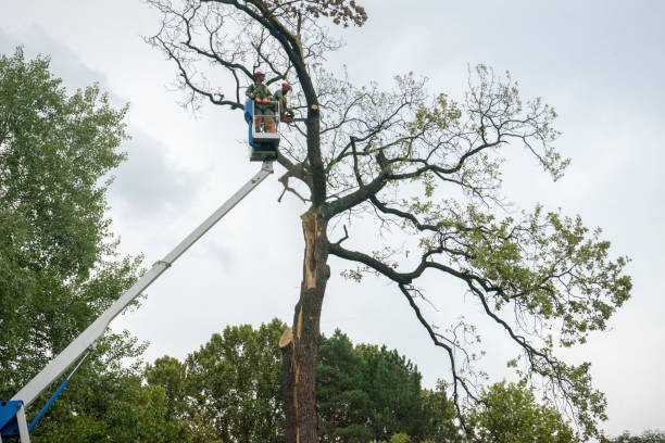 Best Tree Cabling and Bracing  in Two Rivers, WI