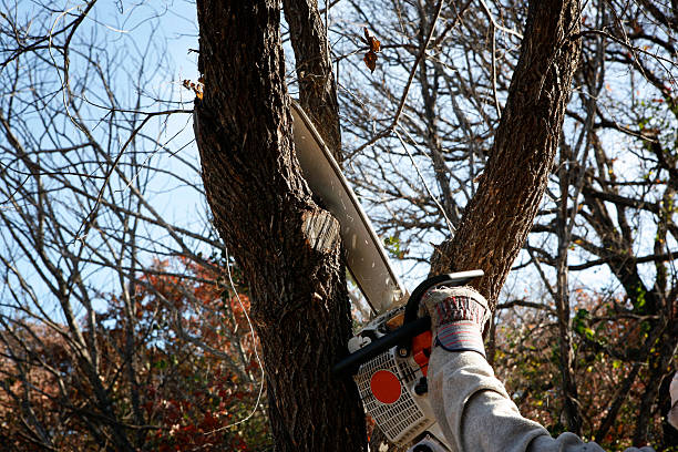 Best Tree Trimming and Pruning  in Two Rivers, WI