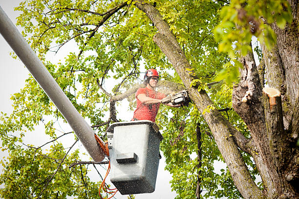 Professional Tree Care in Two Rivers, WI