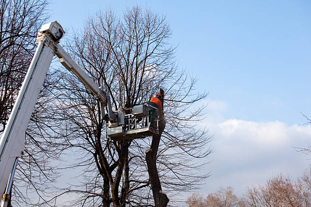 Best Tree Preservation Services  in Two Rivers, WI