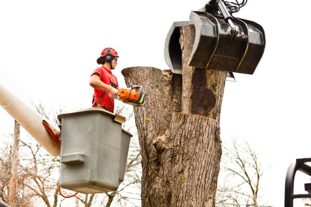 Best Palm Tree Trimming  in Two Rivers, WI